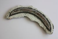 Schlauchschlange, 2011, länge ca. 30 cm
